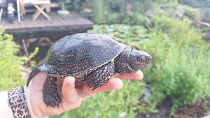 emy orbicularis adult männlich