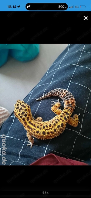 Leopardgecko Eclipse 0.1 