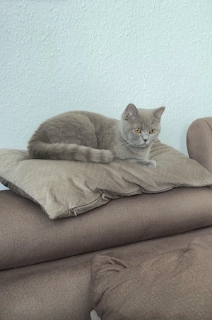 Britisch Kurzhaar (BKH) Katze sucht ein liebevolles Zuhause