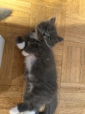 Ragdoll mix Norwegische Waldkatzen 
