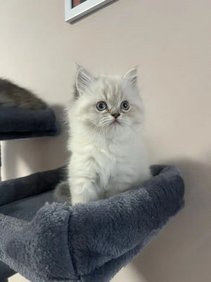 Perser Kitten, reinrassig 