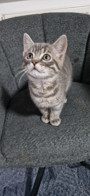 Zwei süße Katze