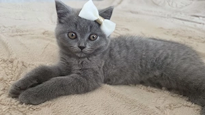 Bkh Kitten freuen sich auf neues liebevolles Zuhause 