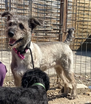 Daisy sucht ein Zuhause!
