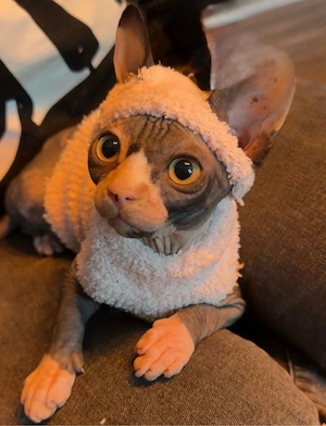 sphynx mädchen 06.03.2016