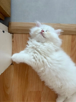 Wunderschöner, verspielter weißer Babykater abzugeben!