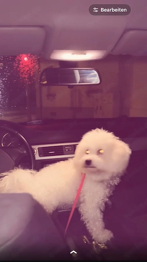 bichon frise hündin
