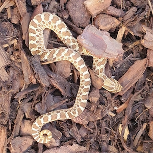 0.1 Heterodon nasicus Classic pos het PPA