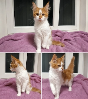 Maine Coon Kitten suchen ihr Für-immer-Zuhause 