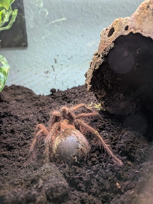 Theraphosa apophysis subadult zu verkaufen zu tauschen