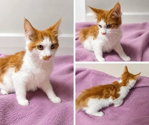 Maine Coon Mädchen sucht ihr Für-immer-Zuhause 