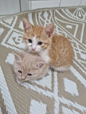  Britisch Kurzhaar Kater sucht ein liebevolles Zuhause   