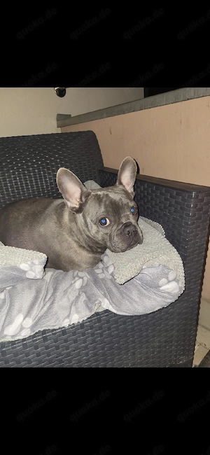 Französische Bulldogge 