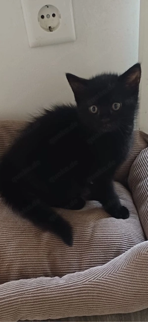 Katzenbäby halb BKH