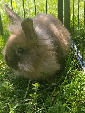 Zwergkaninchen 