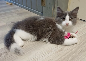 norwegische Waldkatzen Kitten 