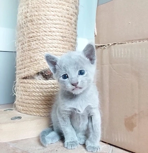 Russisch Blau Kitten 