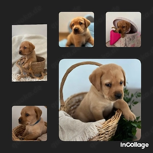 Labrador Welpen 