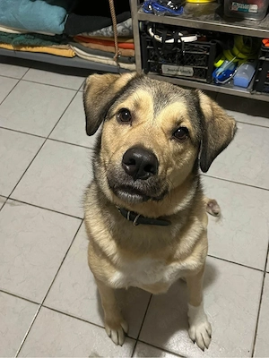 Romeo wünscht sich ein für immer Zuhause