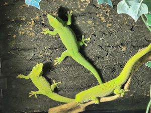 Phelsuma madagascariensis