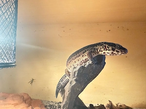 leopard gecko weibchen