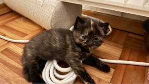 Britisch Kurzhaar Katze mit 4 Kitten zu verkaufen 