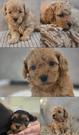 Zuckersüsse Maltipoo Welpen 
