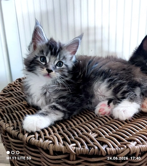 Reinrassige Maine Coon Kitten 