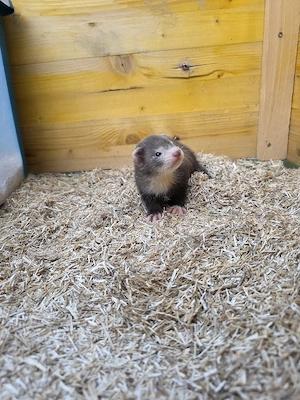 Frettchen Welpen 
