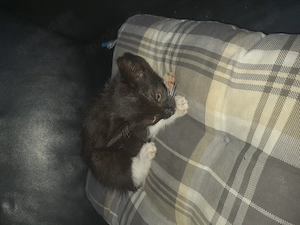 Kuschelplatz gesucht