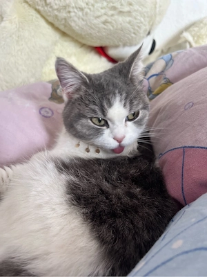 Bkh katze 