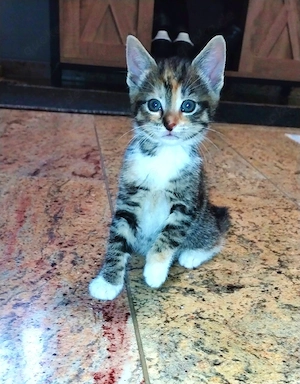 Maikatze Kitten 