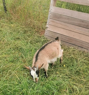 Zwergziegenbock