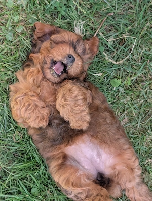Mischlingswelpen Maltipoo und Shih Tzu