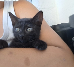 Wunderschöne BKH Katzenbabys