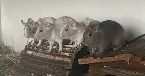 4 Degu Männchen abzugeben