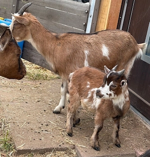 Zwergziegenbock 