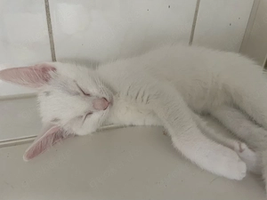 Babykatze sucht liebes Zuhause 