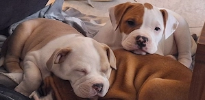 Bully-Mix Welpen 