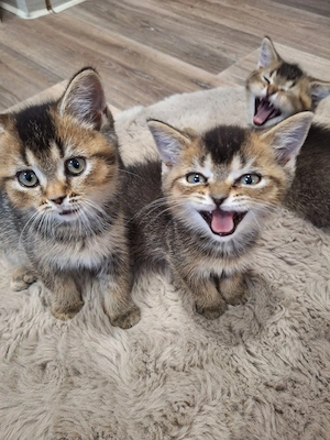 Britisch Kurzhaar BKH kitten Abgabebereit 