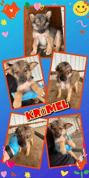 zuckersüßer Welpenjunge "Krümel" sucht ein liebevolles Zuhause