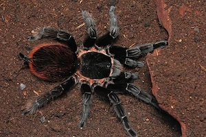 Tliltocatl vagans Vogelspinne 