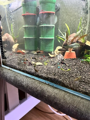 Tauschen Fische guppy