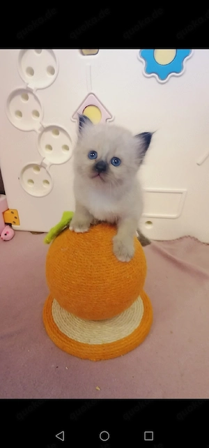 Heilige birma kitten 