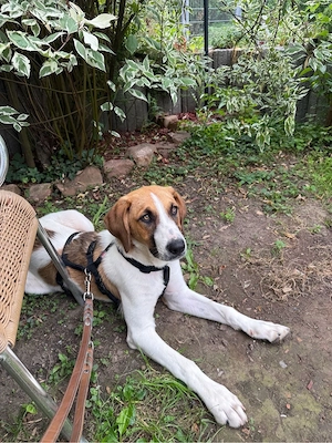 Buddy sucht Zuhause