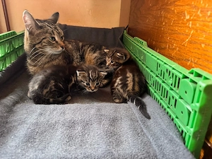 babykatzen