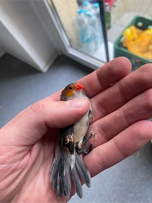 Orangebäckchen 