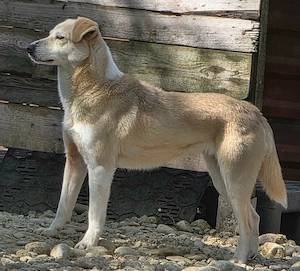 Nala   zierliche, sanfte Hündin sucht erfahrenes Zuhause Bild 3