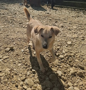 Nala   zierliche, sanfte Hündin sucht erfahrenes Zuhause Bild 2