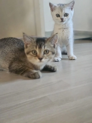 Bezaubernde Britisch Kurzhaar (BKH) Kitten suchen ein liebevolles Zuhause!